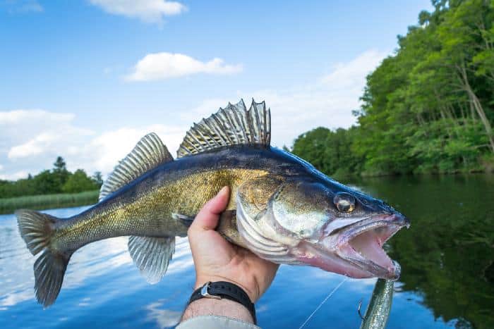 Best Walleye Fishing In Minnesota