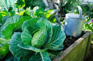 Easiest Vegetables To Grow In Minnesota